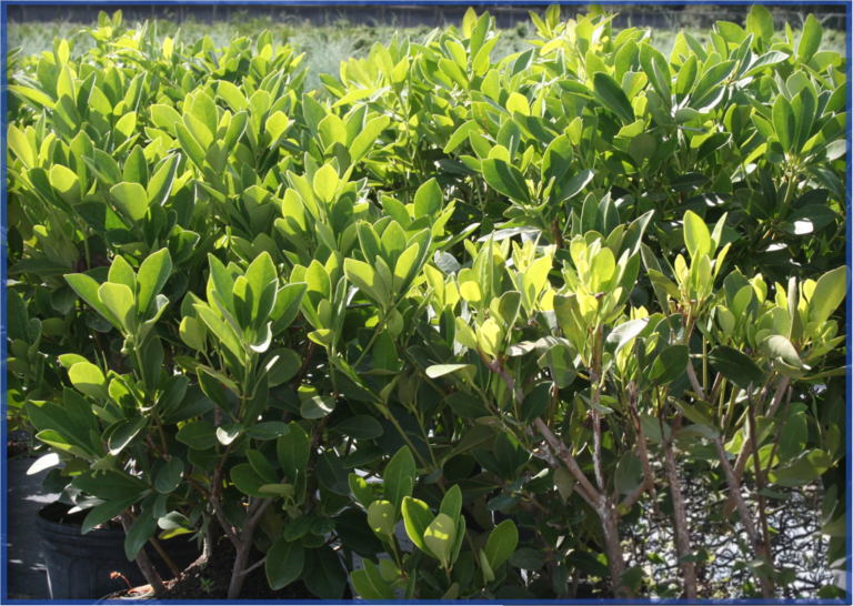 ANISE FOREST GREEN (2)