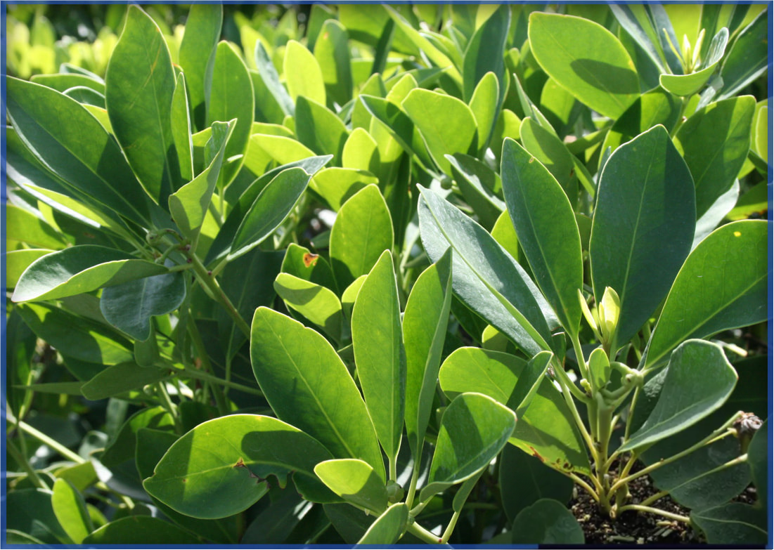 ANISE FOREST GREEN (2)