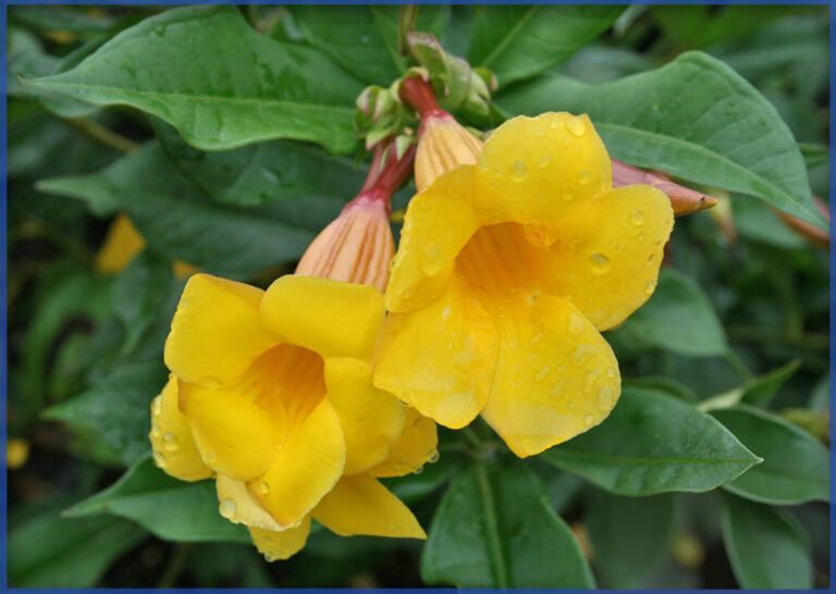 Allamanda Bush