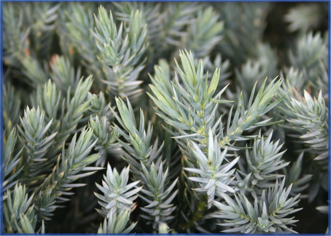 BLUE STAR (2)
