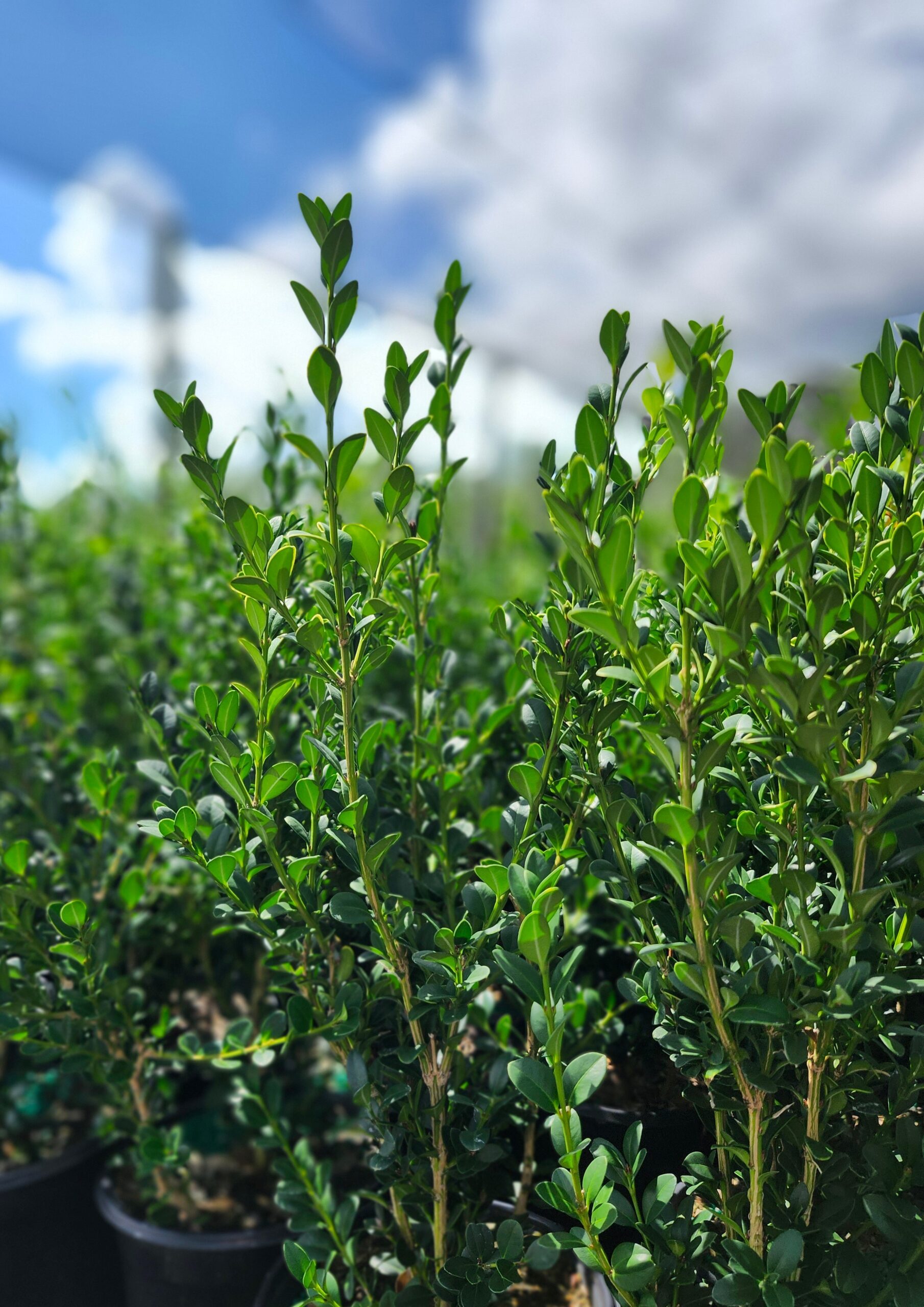 Boxwood_Green_Mountain