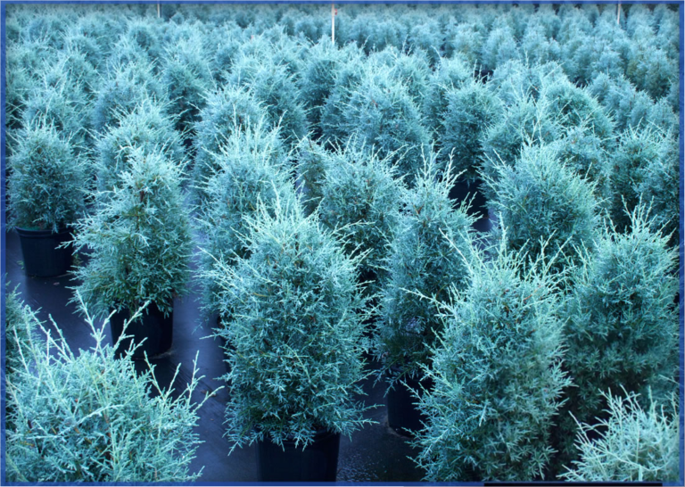 carolina-sapphire_orig