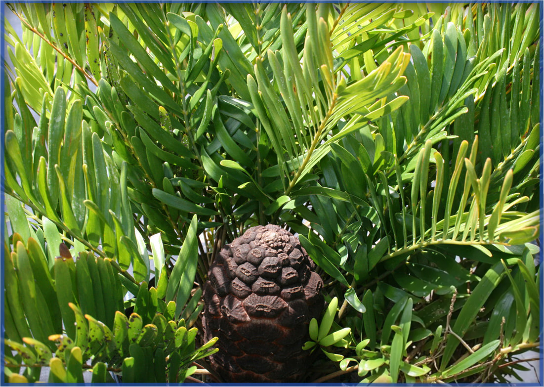 COONTIE PALM (2)