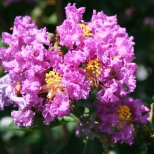 Crape Myrtles