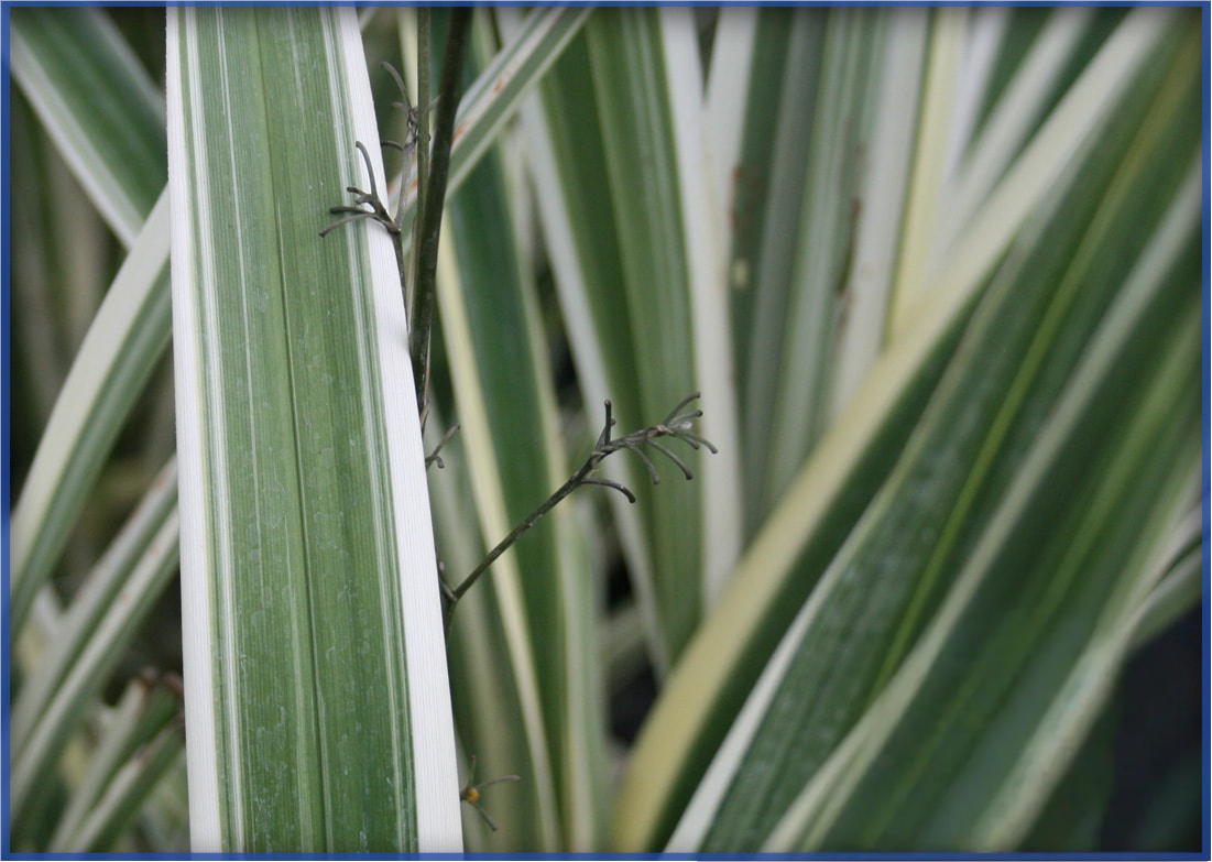 DIANELLA FLAX LILY (2)