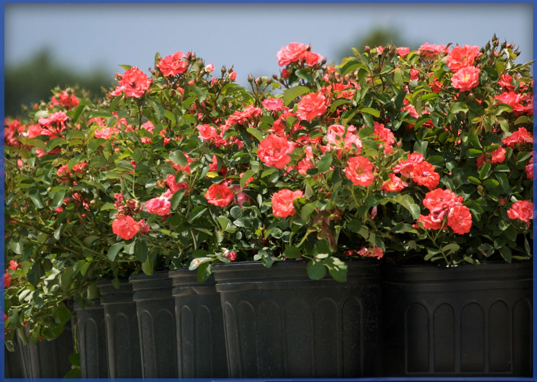 DRIFT ROSE® CORAL DRIFT®