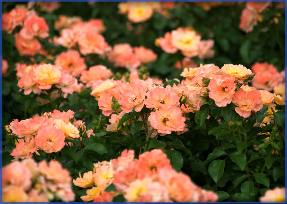 DRIFT ROSE® PEACH DRIFT®