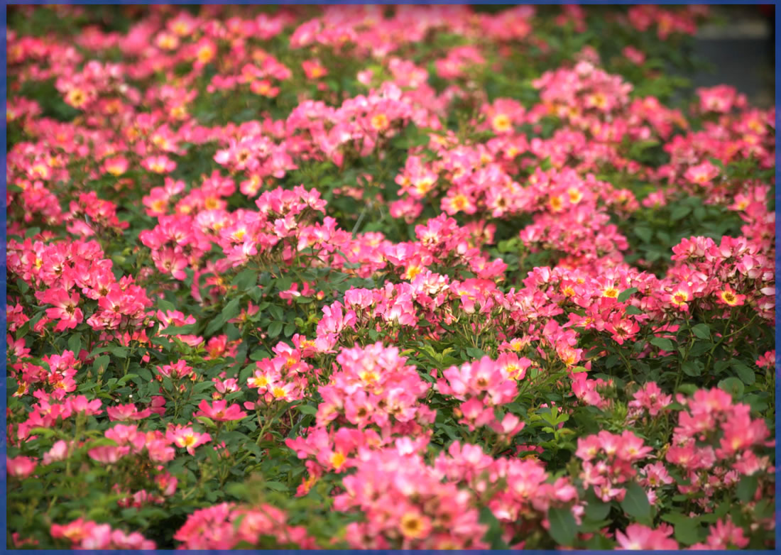 DRIFT ROSE® PINK DRIFT®