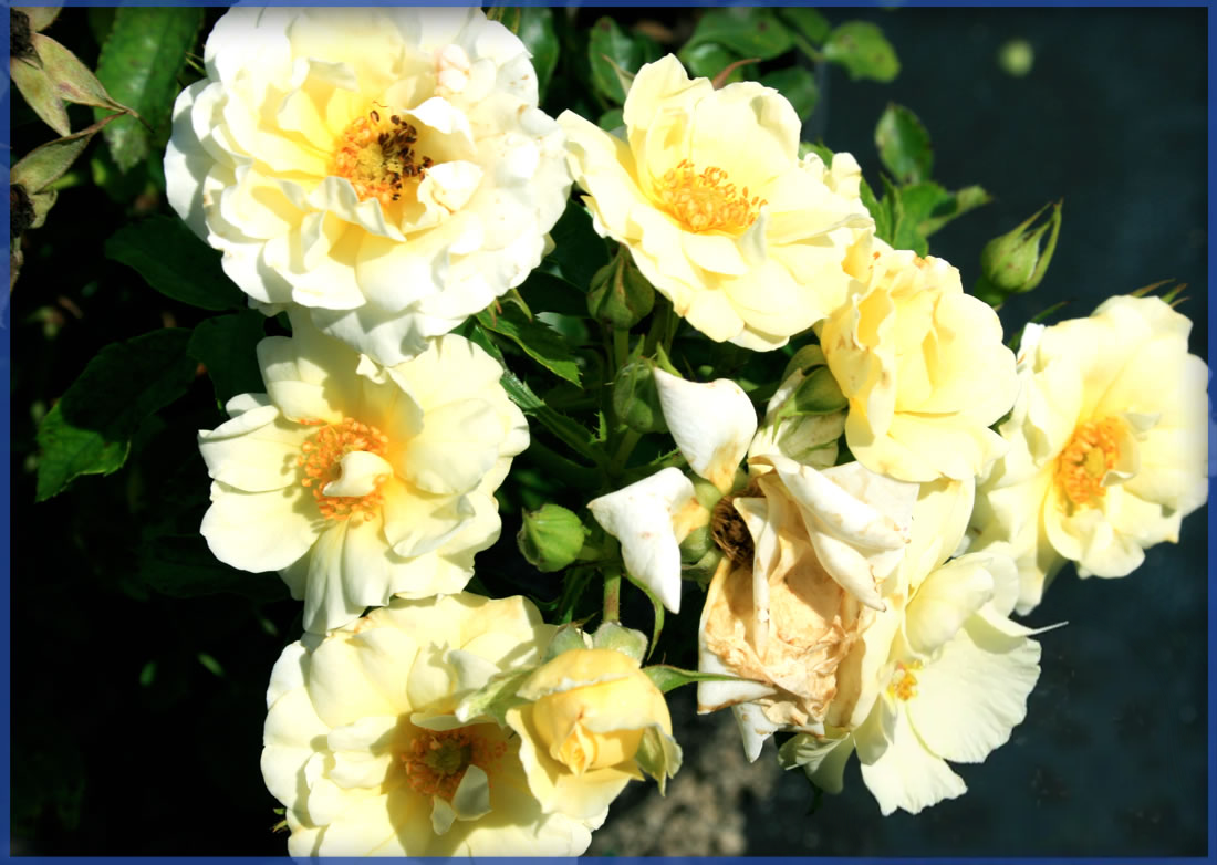 DRIFT ROSE® POPCORN DRIFT®