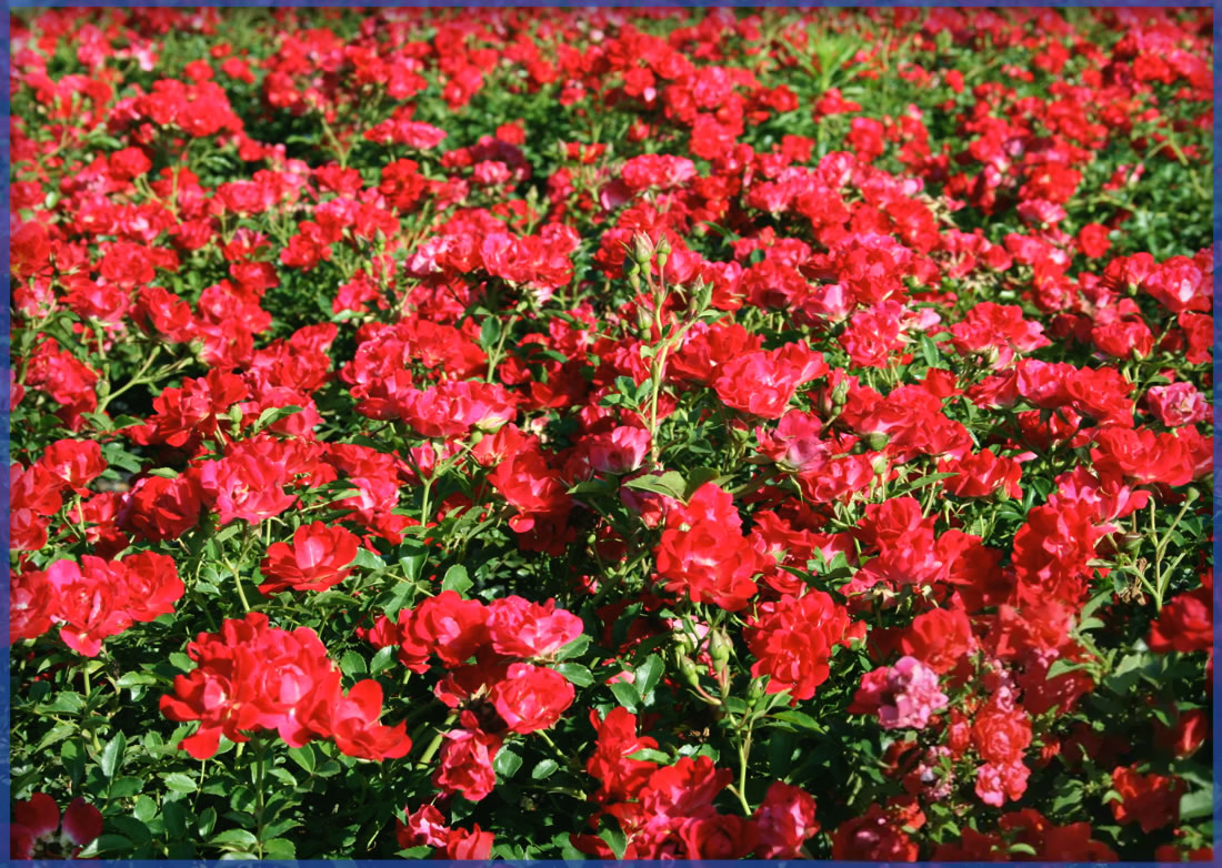 DRIFT ROSE® RED DRIFT® (1)