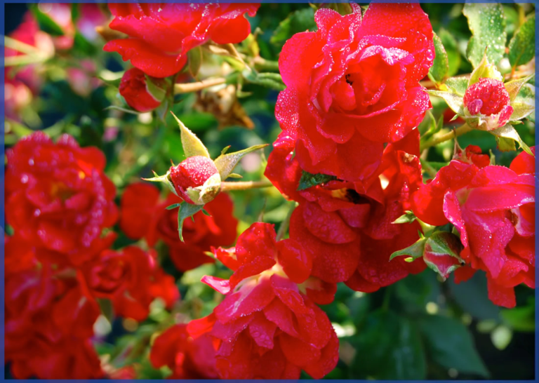 DRIFT ROSE® RED DRIFT® (1)