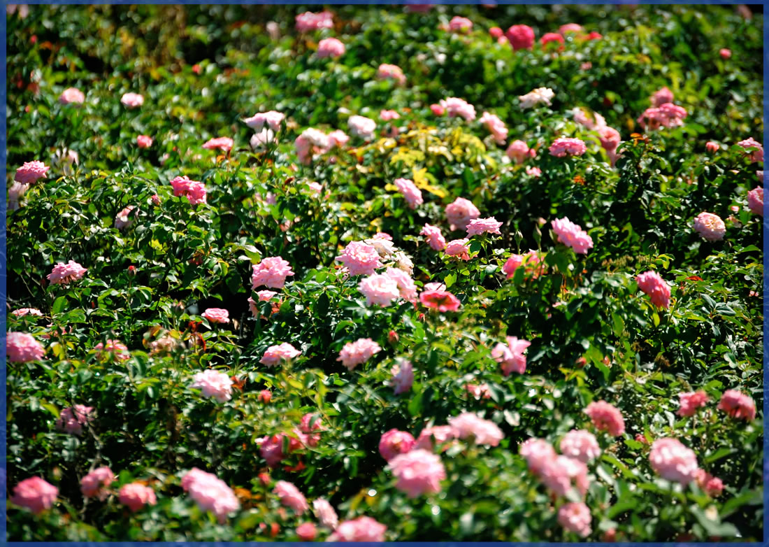 DRIFT ROSE® SWEET DRIFT®