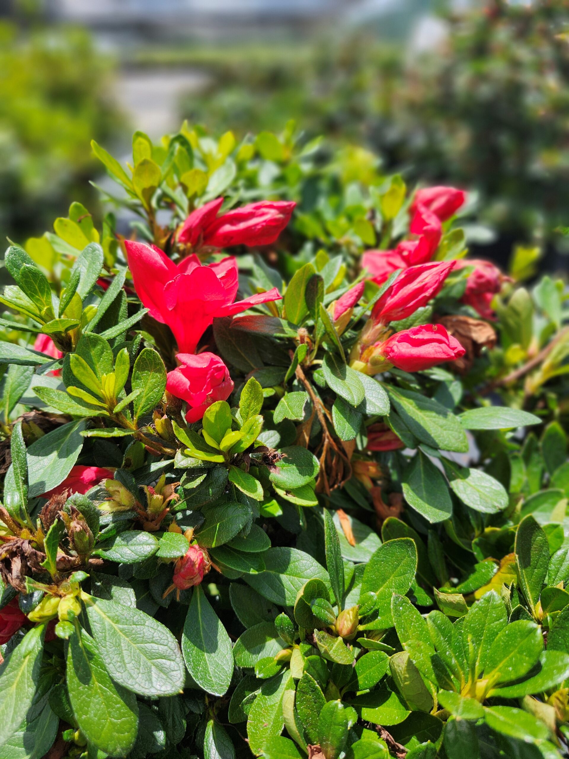 ENCORE_AUTUMN_BONFIRE