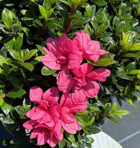 ENCORE_Azalea__Autumn_Empress