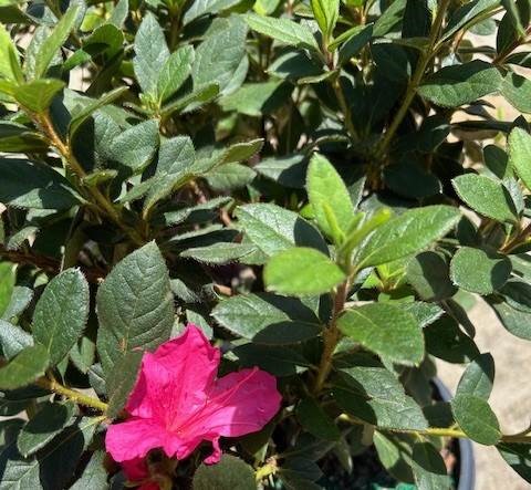 ENCORE_Azalea__Autumn_Sangria