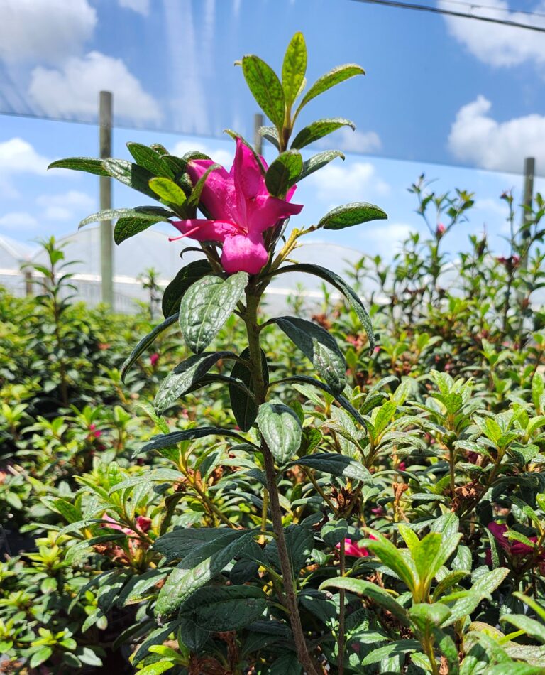 Encore_Autumn_Amethyst