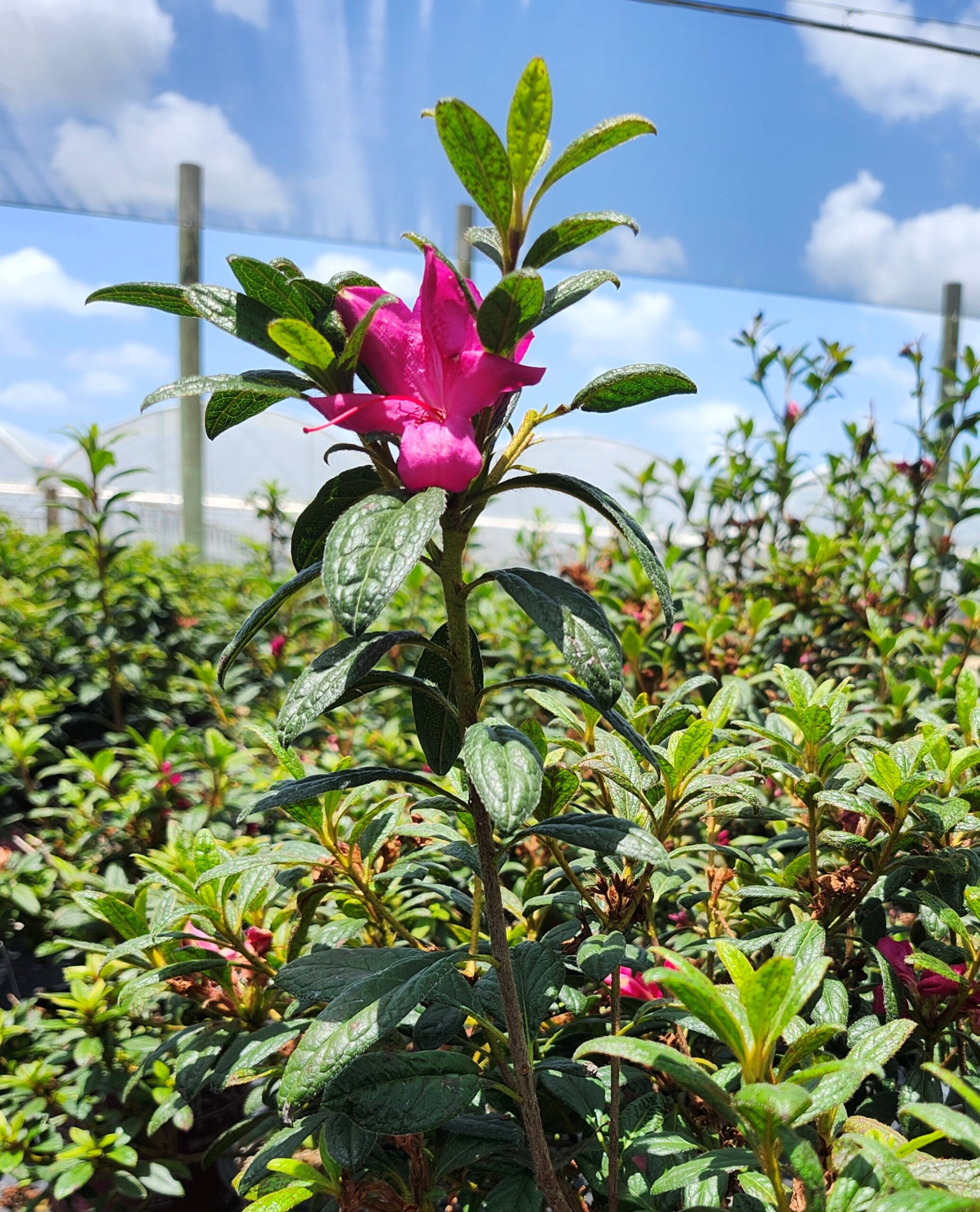 Encore_Autumn_Amethyst