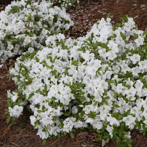 Encore® Azaleas- Autumn Lily​®