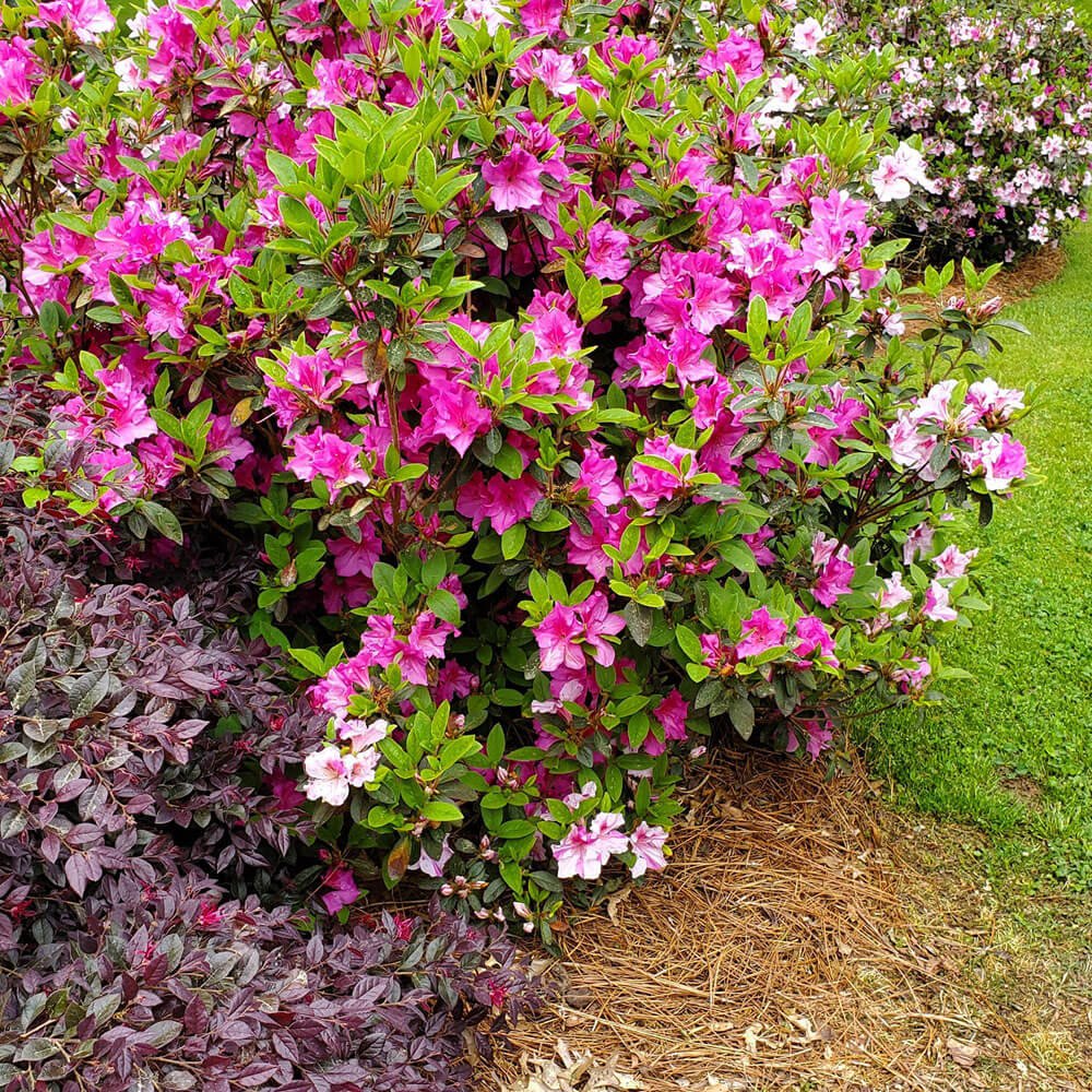 Encore® Azaleas- Autumn Twist​®