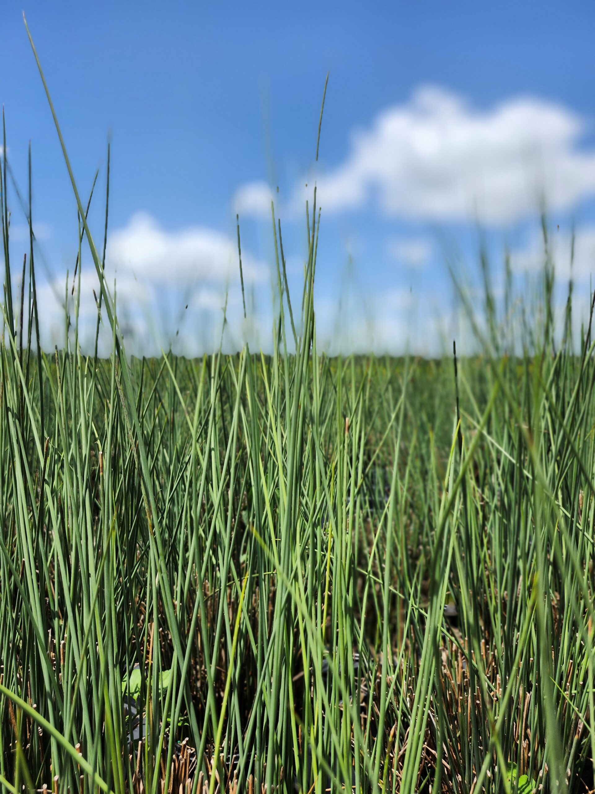 GRASS_RUSH_BLUE_ARROWS