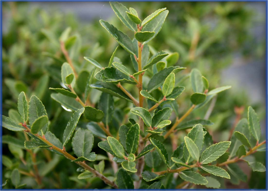 ILEX DWARF YAUPON SCHILLING (2)