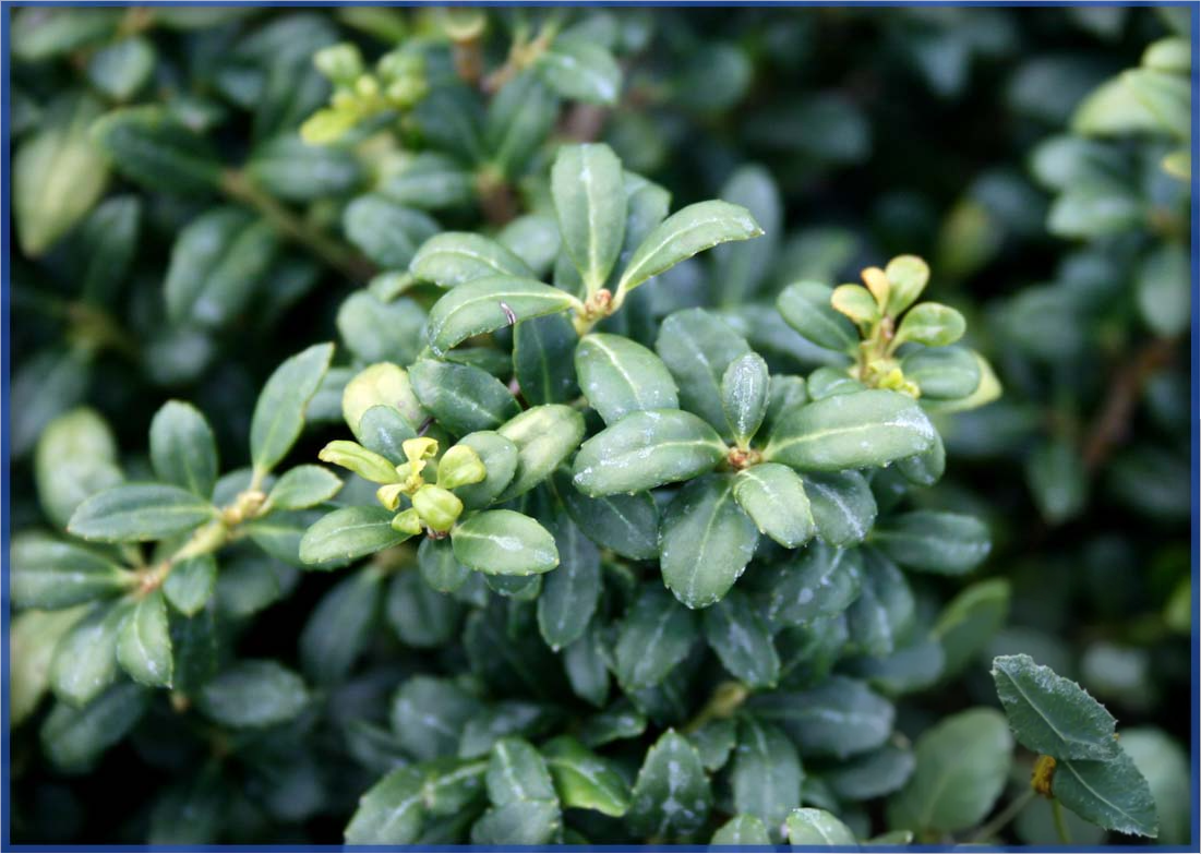 ILEX SOFT TOUCH (2)