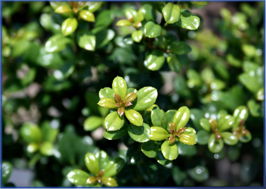 ILEX STEEDS (1)