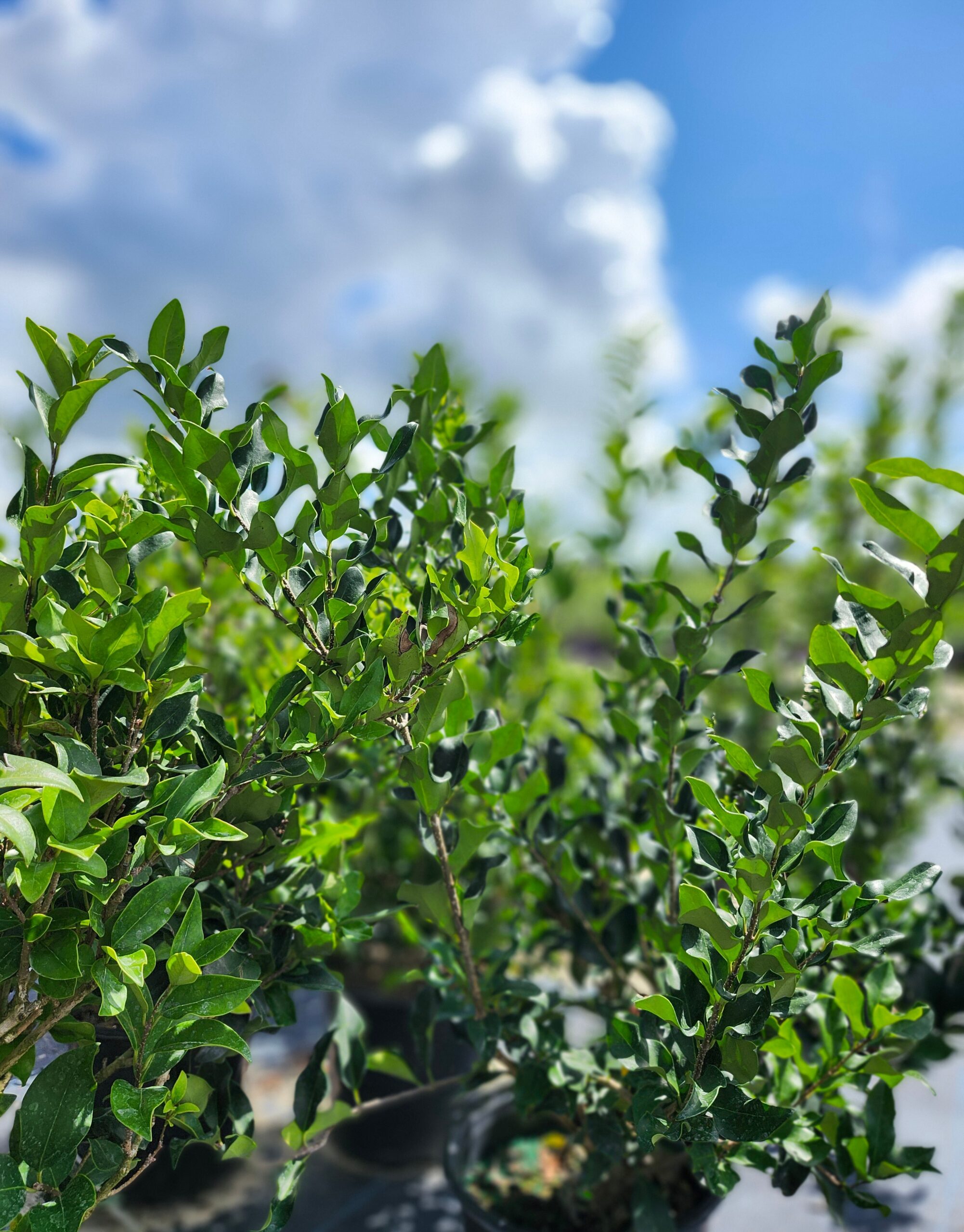 LIGUSTRUM_RECURVIFOLIA.