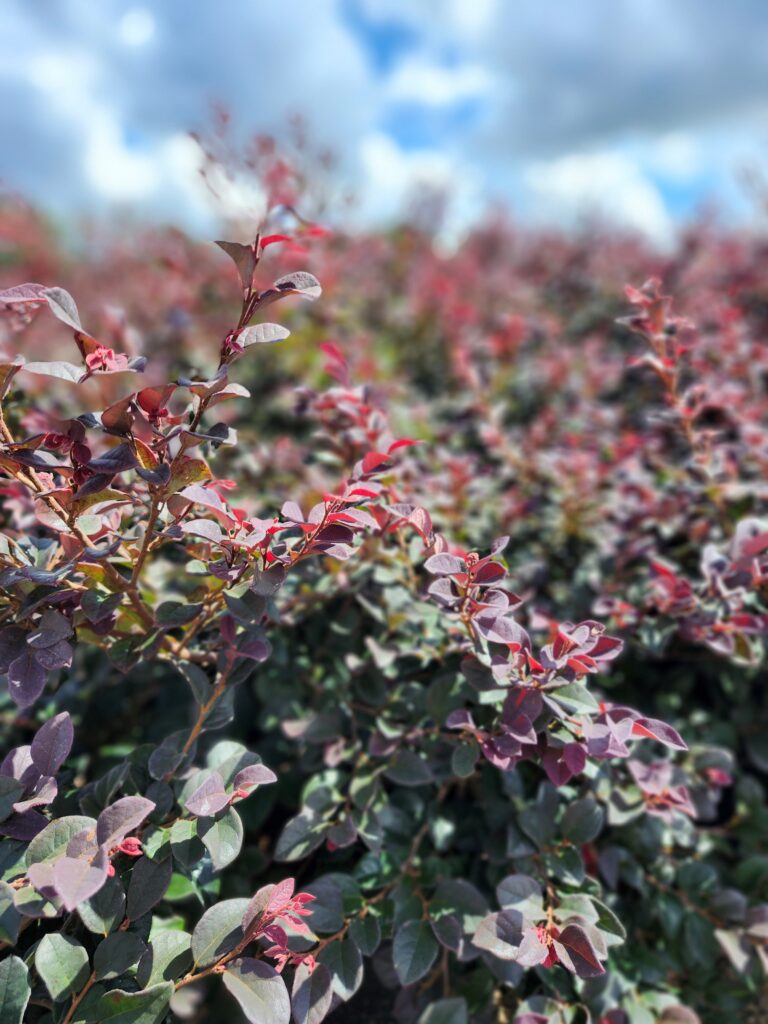 Loropetalum_Red_Chocolate