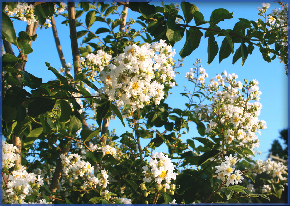 NATCHEZ (2)