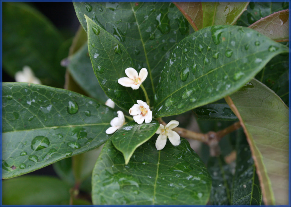 OSMANTHUS TEA OLIVE (2)