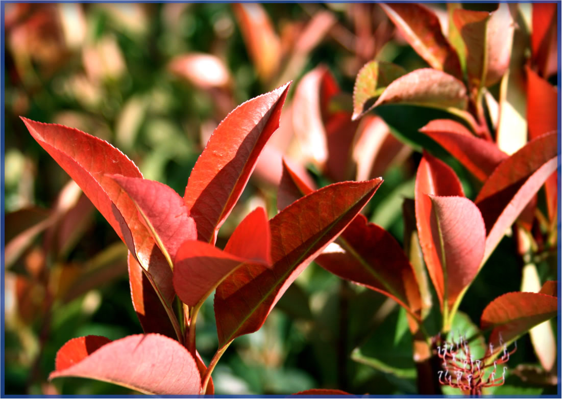 PHOTINIA RED TIP (2)