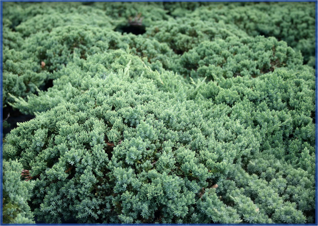 PROCUMBENS NANA