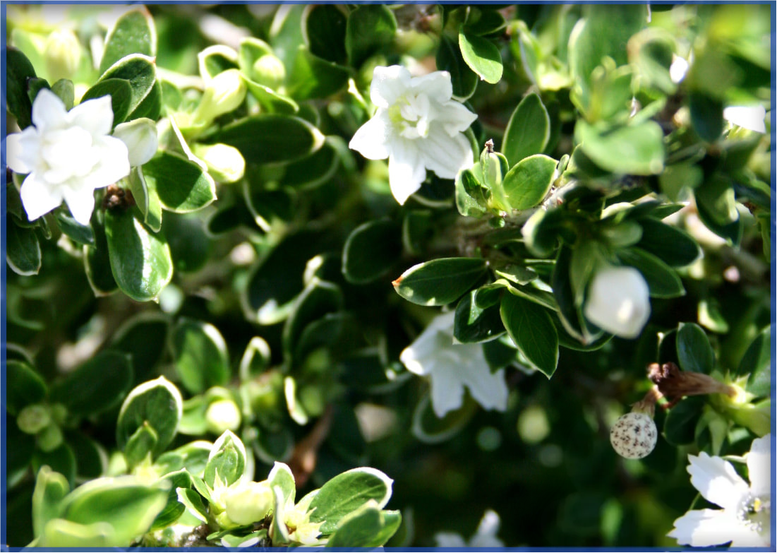 SERISSA VARIEGATED (2)