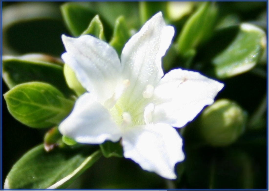 SERISSA VARIEGATED (4)