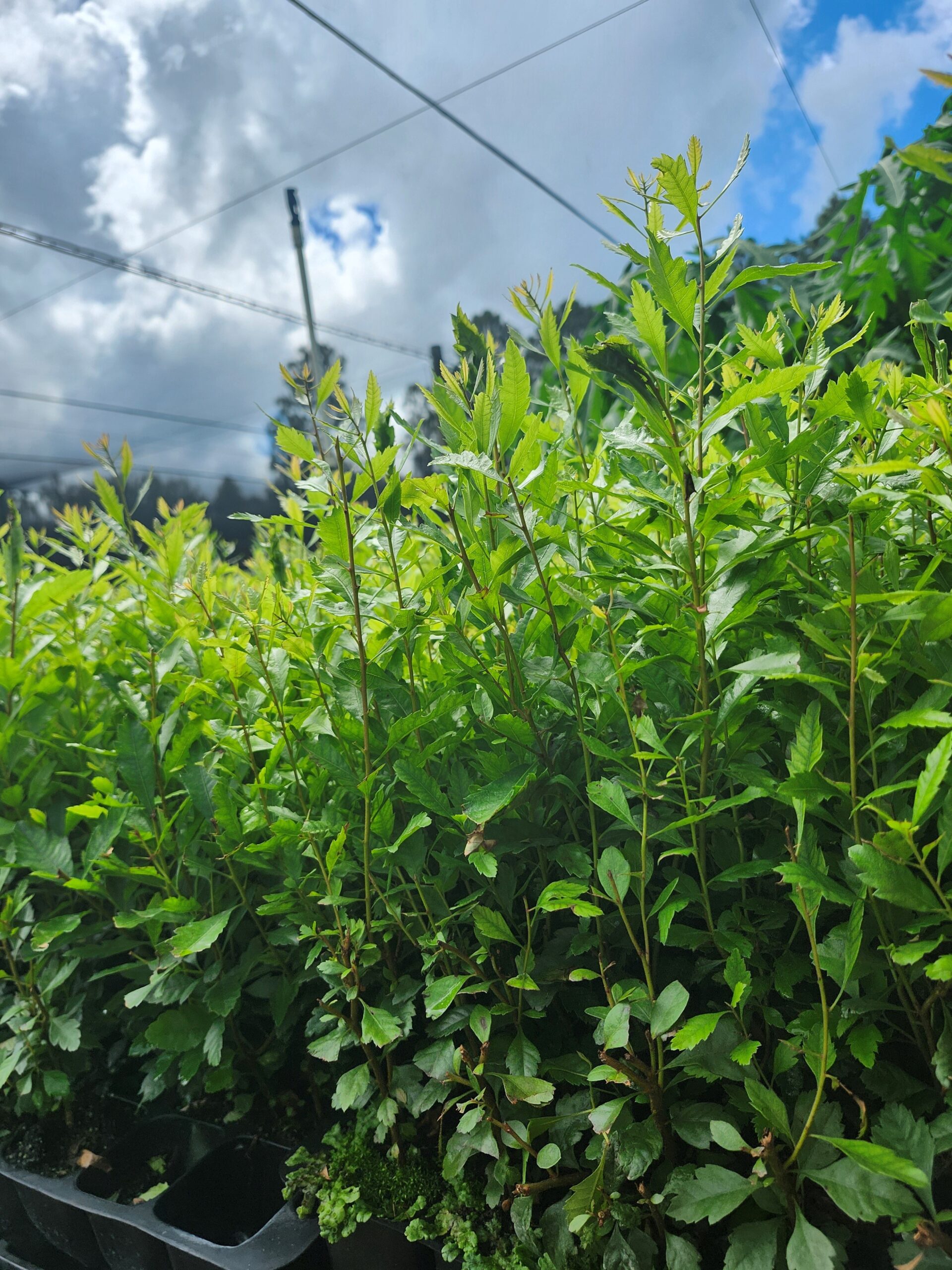 WAX_MYRTLE