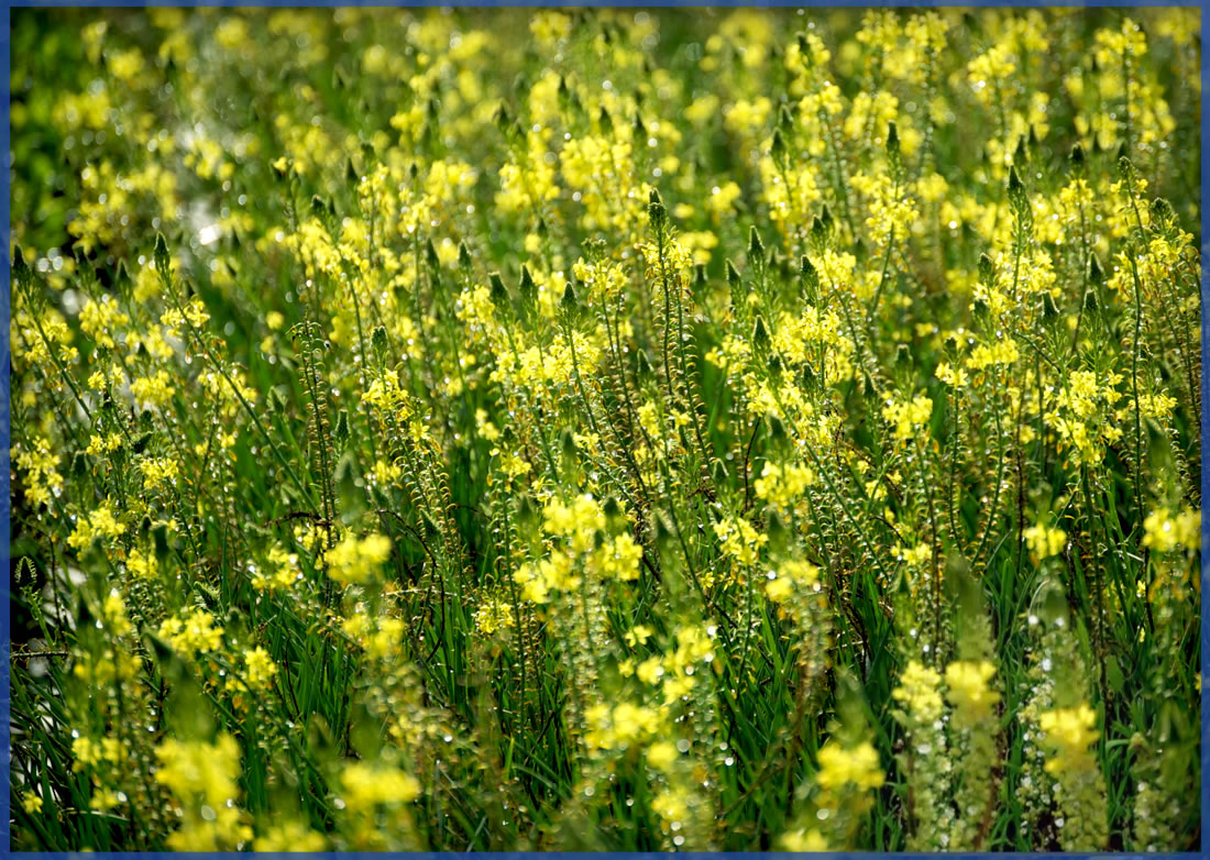 YELLOW (1)