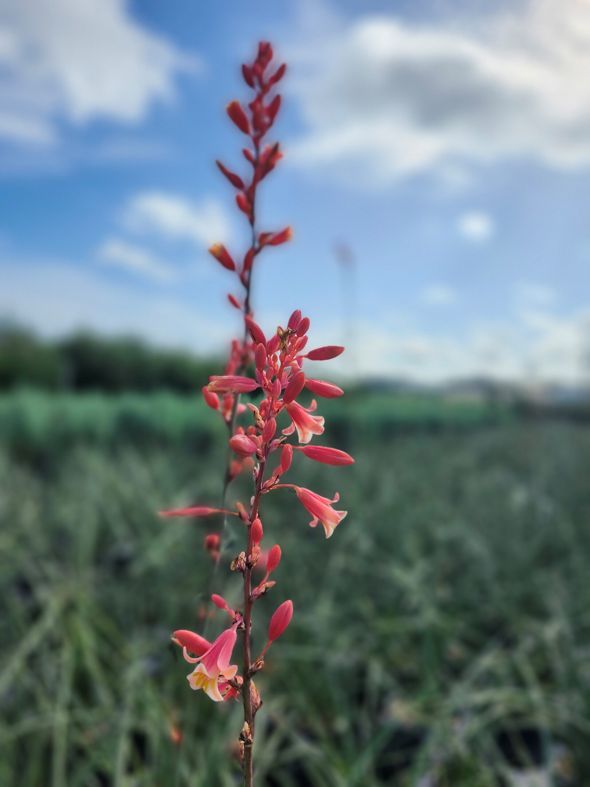Yucca_Red