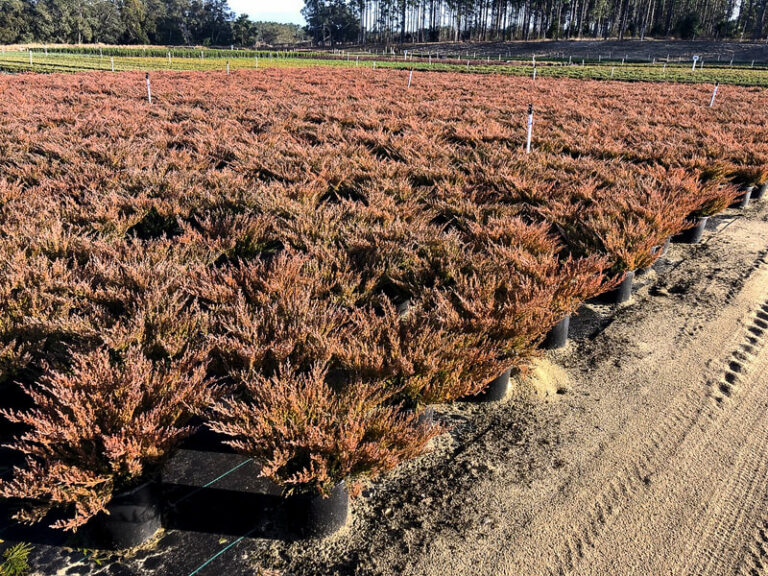 ANDORRA COMPACTA (1)