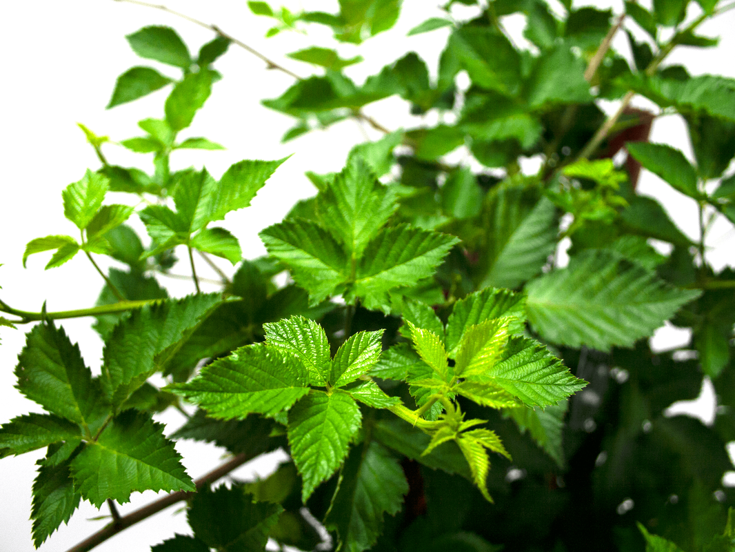 blackberry-foliage-smaller-file_orig