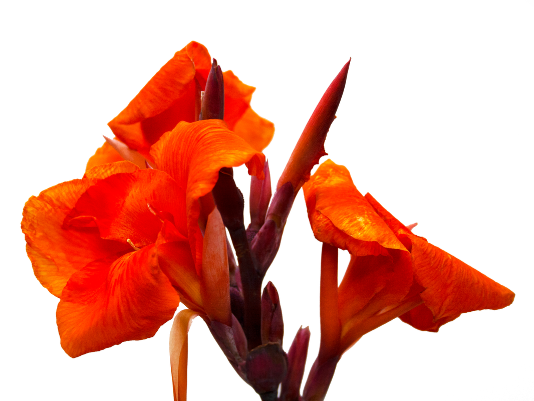 canna-lily-foliage-bloom_orig