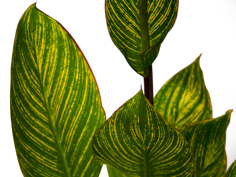 CANNA LILY - Image 2