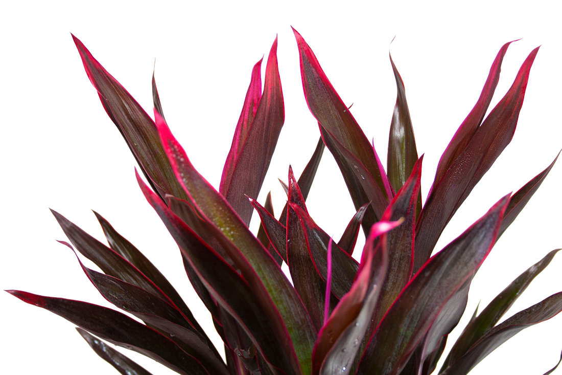 cordyline-red-pepper-foliage-2-transparent_orig