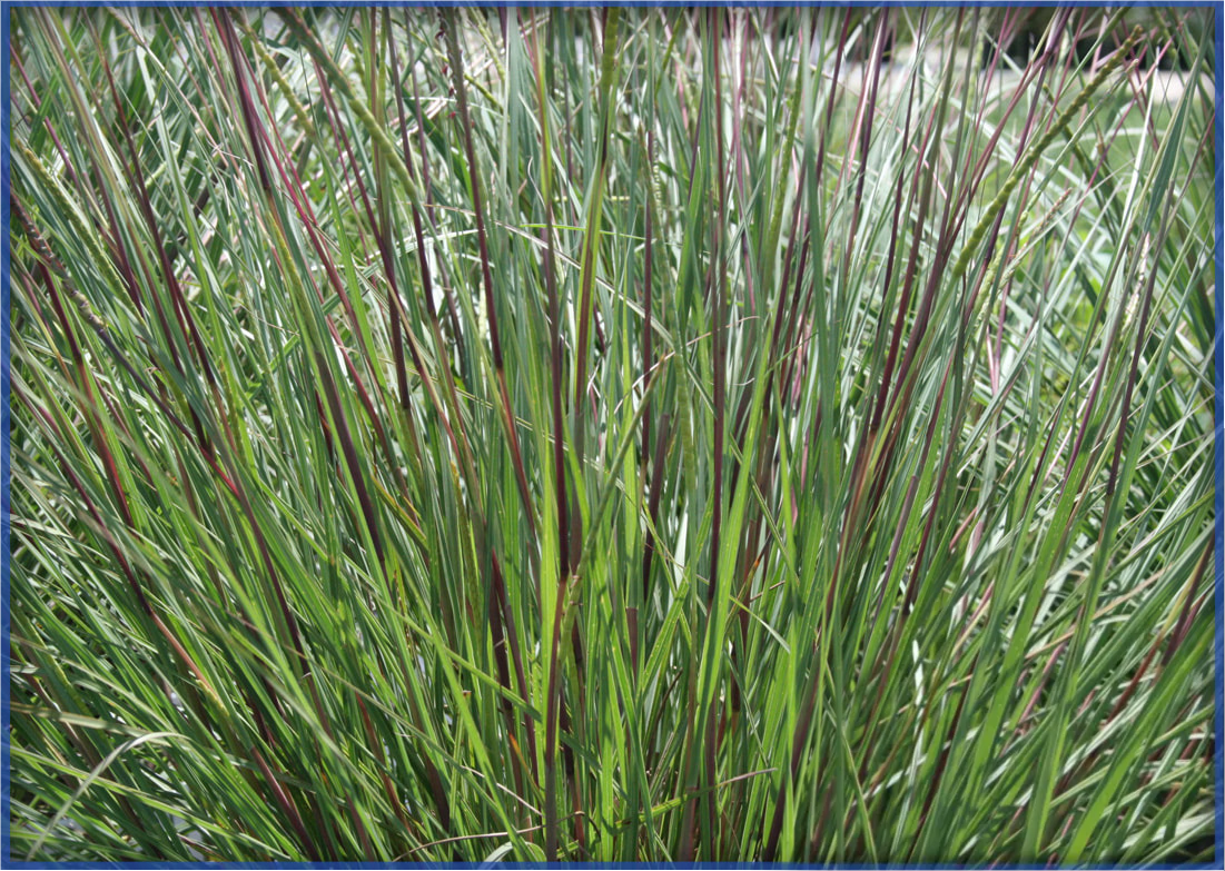 dwarf-fakahatchee-2_orig