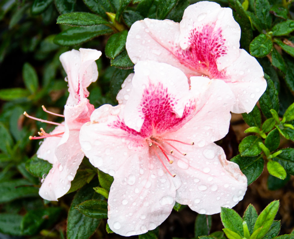 encore-azalea-chiffon-2_orig