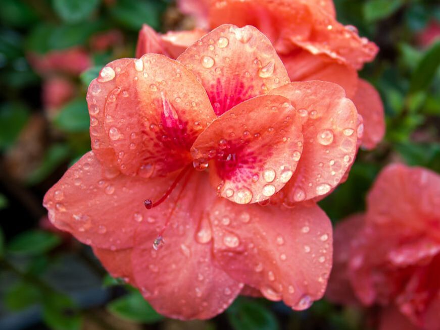 encore-azalea-monarch