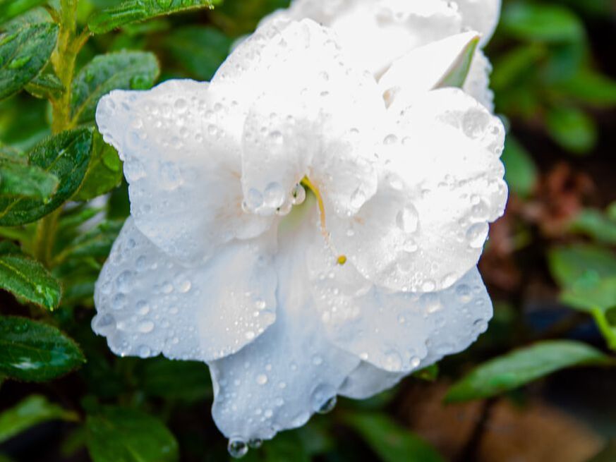 encore-azalea-moonlight