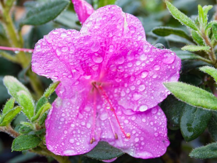 encore-azalea-royalty