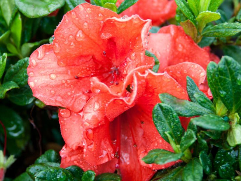 encore-azalea-sunburst