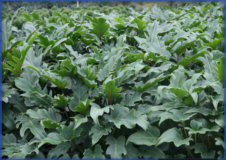 freepik__retouch__65987-min